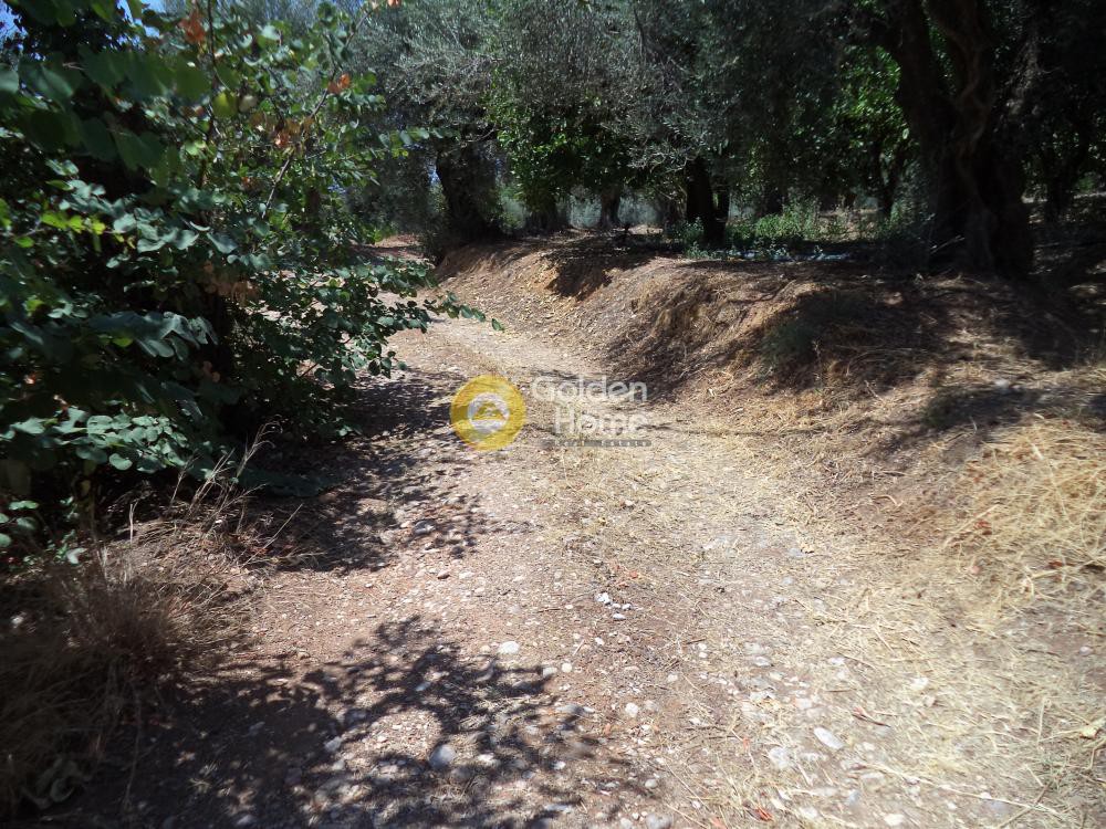 Αγροτεμάχια 571 τ.μ. προς πώληση, Δημητρόπουλο