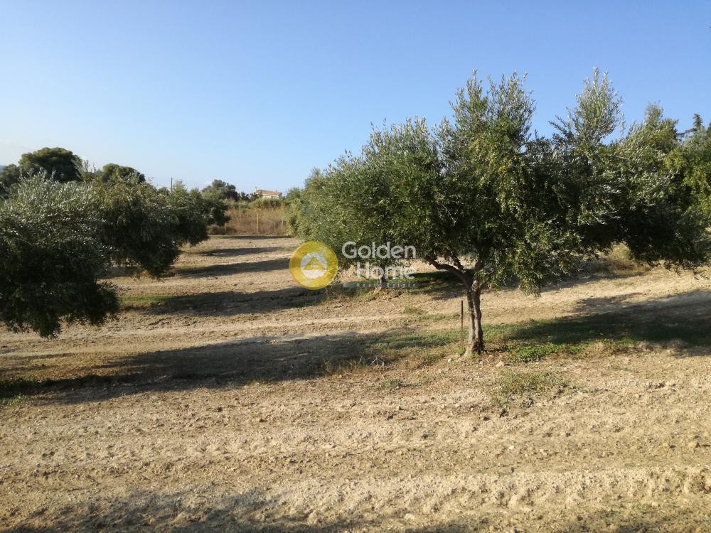 Οικόπεδο 4.800 τ.μ. προς πώληση, Γιοφυράκια