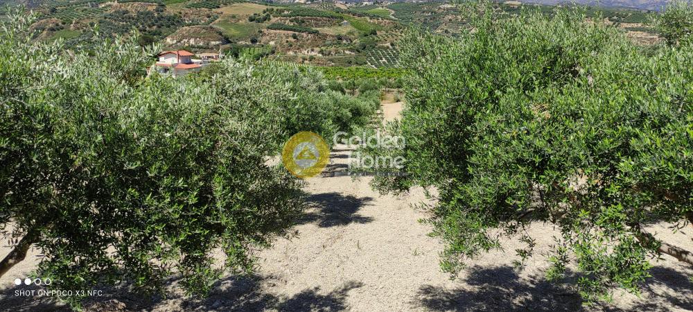 Οικόπεδο 4.800 τ.μ. προς πώληση, Γιοφυράκια