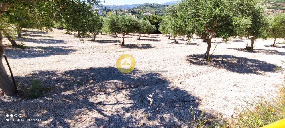 Οικόπεδο 4.800 τ.μ. προς πώληση, Γιοφυράκια
