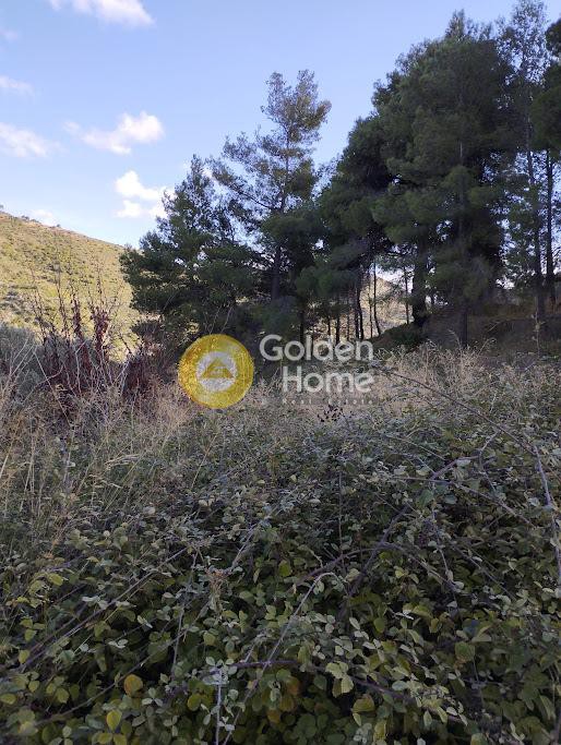Αγροτεμάχια 8.473 τ.μ. προς πώληση, Άγιοι Ανάργυροι Καπανδριτίου