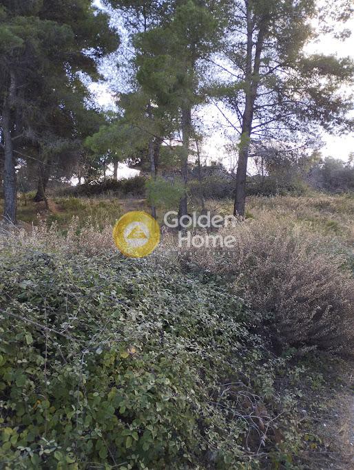 Αγροτεμάχια 8.473 τ.μ. προς πώληση, Άγιοι Ανάργυροι Καπανδριτίου