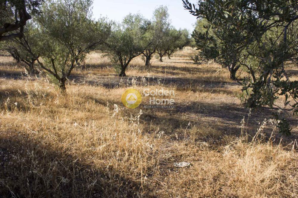 Οικόπεδο 4.325 τ.μ. προς πώληση, Μπαθαρίστρα