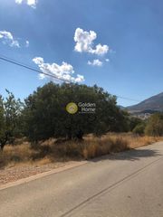 Αγροτεμάχια 2.000 τ.μ. για πώληση