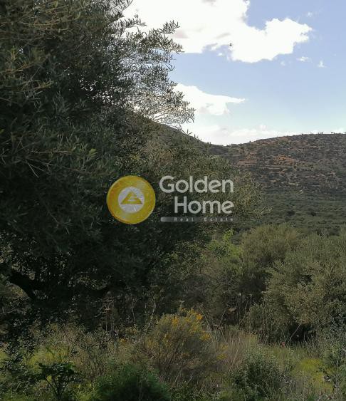 Αγροτεμάχια 8.967 τ.μ. προς πώληση, Καβούσι Ιεράπετρας