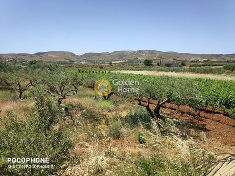 Αγροτεμάχια 5.700τ.μ. για πώληση-Νίκος καζαντζάκης » Αλάγνι