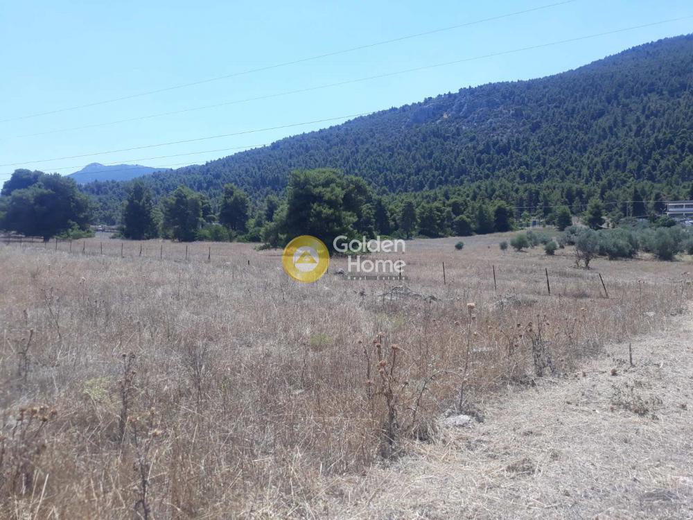 Οικόπεδο 4.600 τ.μ. προς πώληση, Αυλώνα Αττικής