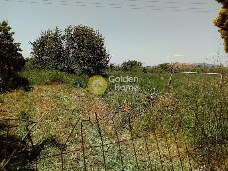 Οικόπεδο 1.617 τ.μ. πρός πώληση, Μαγνησία, Αρτέμιδα