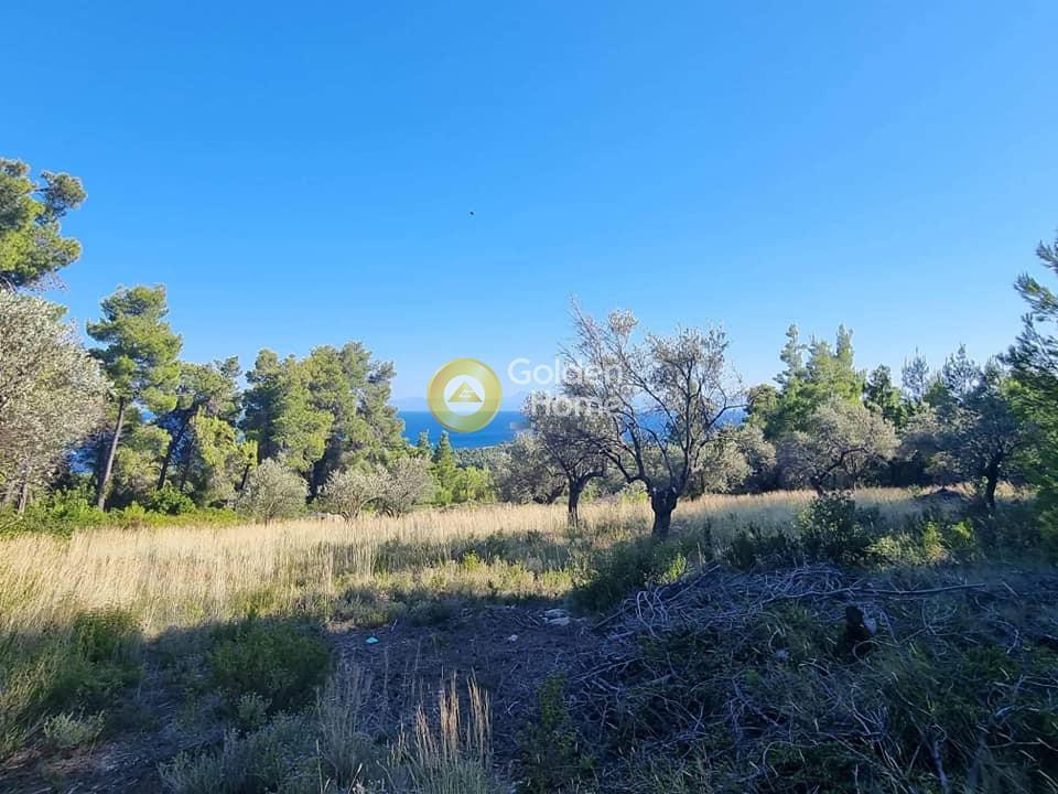 Οικόπεδο 4.150 τ.μ. προς πώληση, Χρυσή Μηλιά