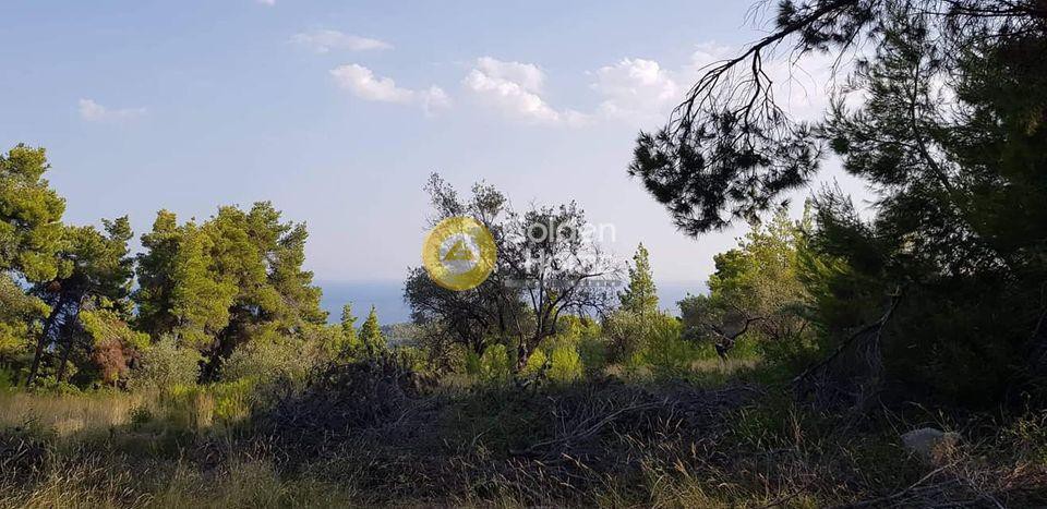 Οικόπεδο 4.150 τ.μ. προς πώληση, Χρυσή Μηλιά