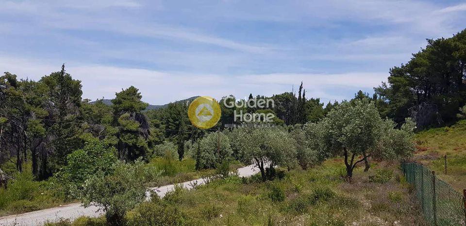 Οικόπεδο 4.150 τ.μ. προς πώληση, Χρυσή Μηλιά
