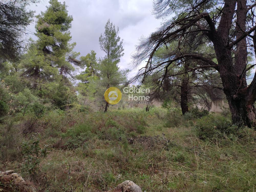 Αγροτεμάχια 10.000 τ.μ. προς πώληση, Μαλακάσα