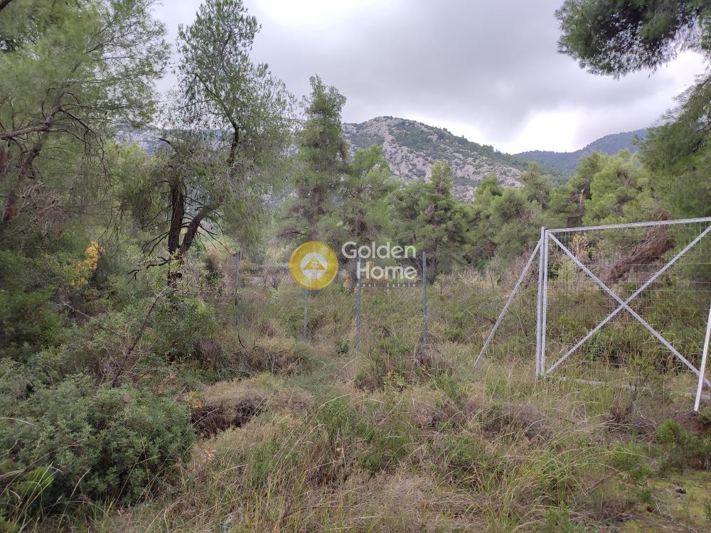 Αγροτεμάχια 10.000 τ.μ. προς πώληση, Μαλακάσα