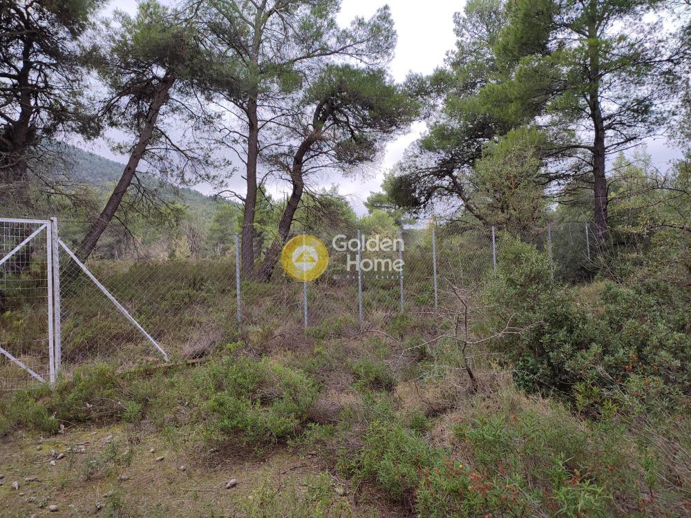 Αγροτεμάχια 10.000 τ.μ. προς πώληση, Μαλακάσα