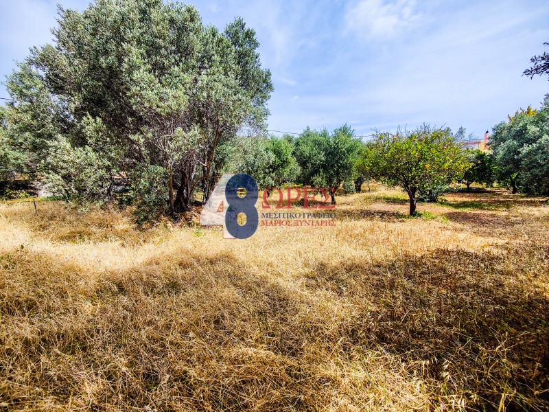 Οικόπεδο 5.845 τ.μ. προς πώληση, Πόλη Χίου