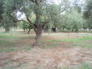 Οικόπεδο 2.000 τ.μ. για πώληση, Αχαΐα, Παραλία-thumb-2