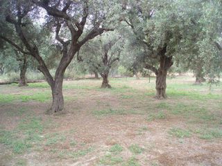 Οικόπεδο 2.000 τ.μ. για πώληση