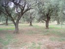 Land plot 2.000sqm for sale-Paralia » Mintilogli