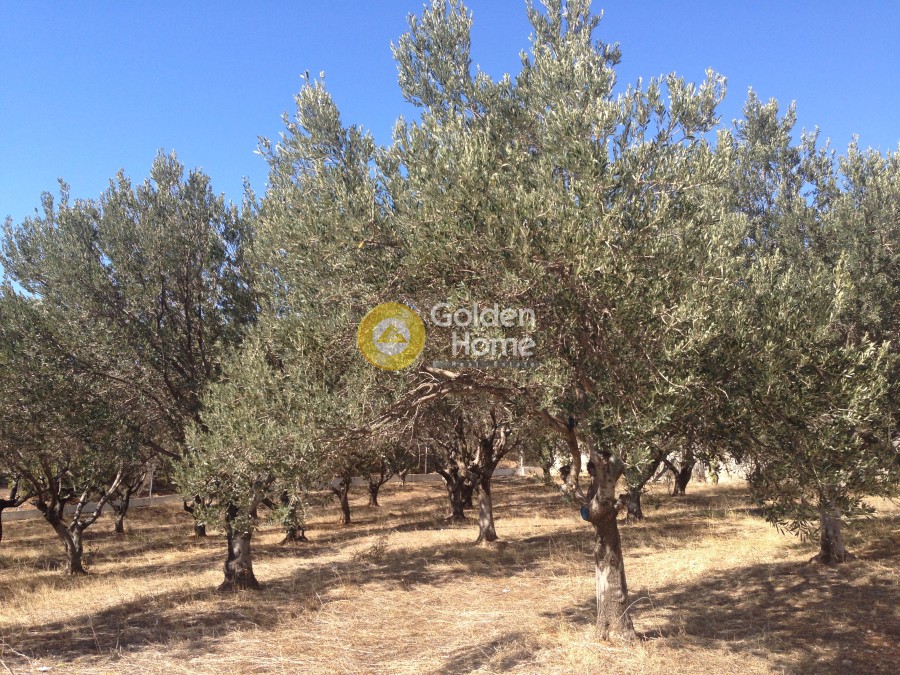 Αγροτεμάχια 5.812 τ.μ. προς πώληση, Αρί