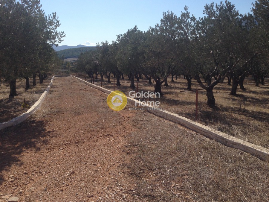 Αγροτεμάχια 5.812 τ.μ. προς πώληση, Αρί