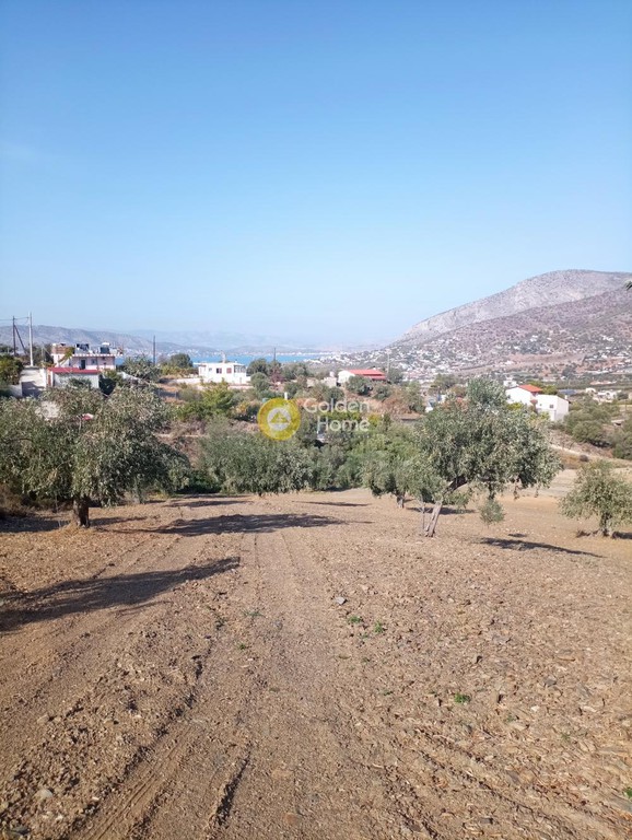 Οικόπεδο 6.500 τ.μ. προς πώληση, Περάνι