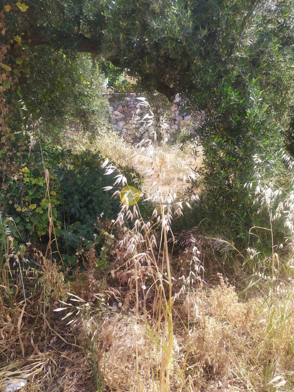 Οικόπεδο 2.000 τ.μ. προς πώληση, Πισκοπιανό