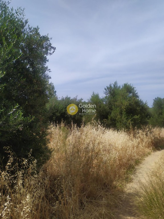 Οικόπεδο 2.000 τ.μ. προς πώληση, Πισκοπιανό