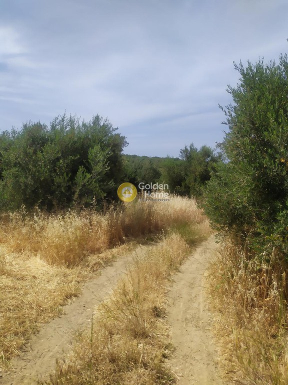 Οικόπεδο 2.000 τ.μ. προς πώληση, Πισκοπιανό