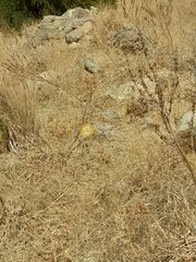 Οικόπεδο 4.000 τ.μ. προς πώληση, Δέρματος-thumb-11