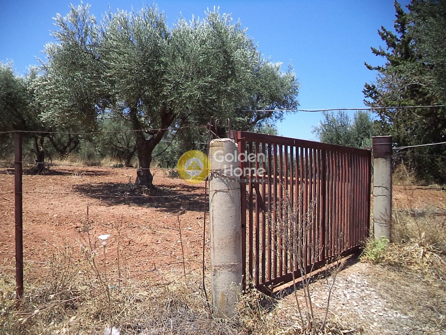 Αγροτεμάχια 11.500 τ.μ. προς πώληση, Άγιος Κωνσταντίνος Αιγιάλειας