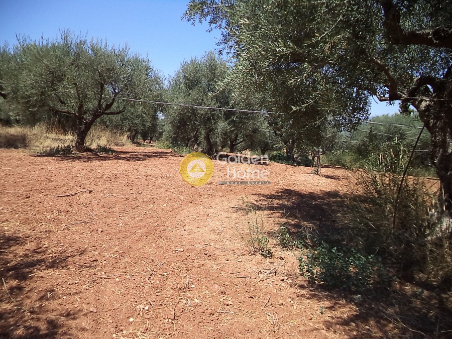 Αγροτεμάχια 11.500 τ.μ. προς πώληση, Άγιος Κωνσταντίνος Αιγιάλειας
