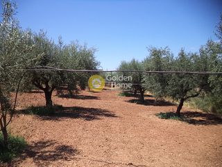 Αγροτεμάχια 11.500 τ.μ. για πώληση