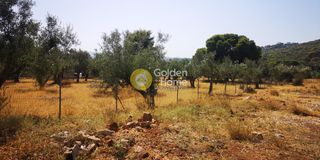 Αγροτεμάχια 1.237 τ.μ. πρός πώληση, Αττική - Υπόλοιπο, Ανάβυσσος-thumb-2