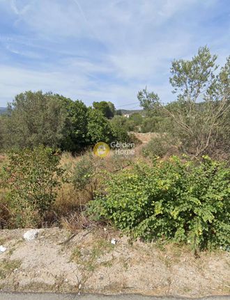 Αγροτεμάχια 4.556 τ.μ. για πώληση, Ν. Λέσβου, Λέσβος - Πλωμάρι