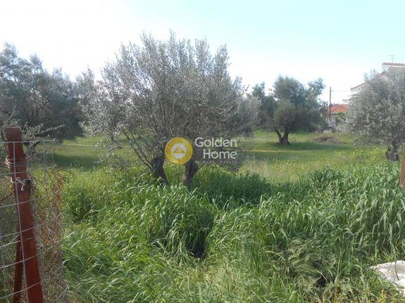 Parcel 8.000 sqm for sale, Rest Of Attica, Oropos