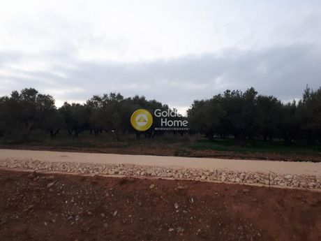 Αγροτεμάχια 2.800τ.μ. για πώληση-Καστέλλι » Πολυθέα