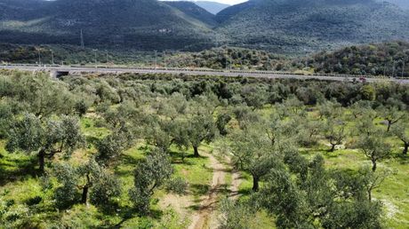 Αγροτεμάχια 6.000 τ.μ. για πώληση