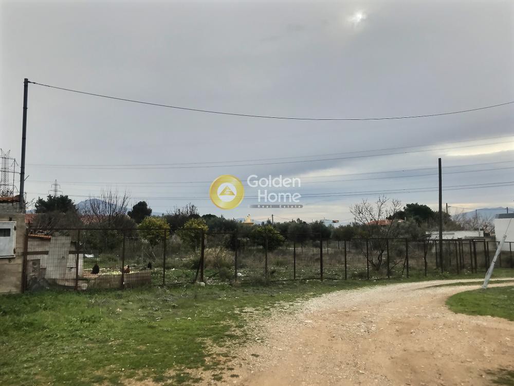 Αγροτεμάχια 1.196 τ.μ. προς πώληση, Μεγάλα Σχοινία Β