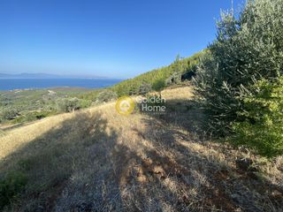 Οικόπεδο 3.804 τ.μ. για πώληση, Εύβοια, Μεσσαπία-thumb-13
