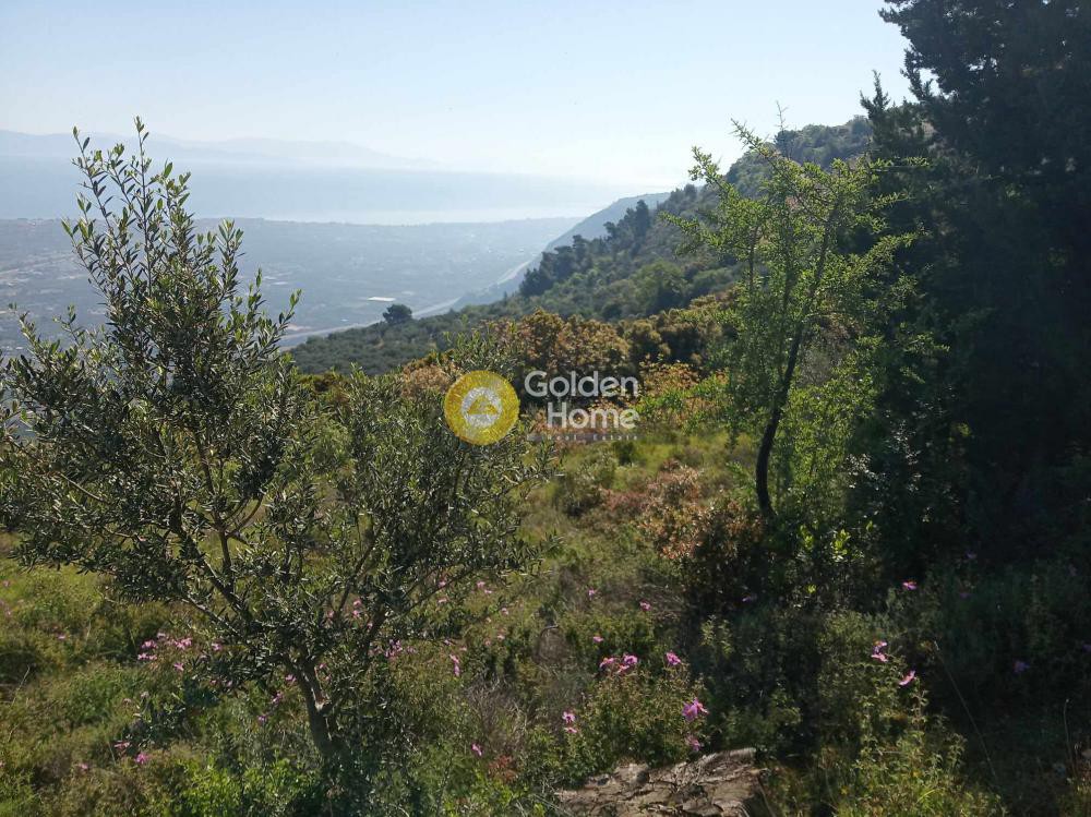 Αγροτεμάχια 2.318 τ.μ. προς πώληση, Σελινούντας