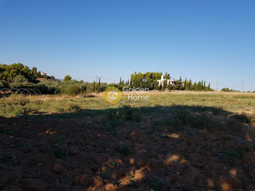 Αγροτεμάχια 30.000 τ.μ. προς πώληση, Νέα Πολιτεία Ωρωπού