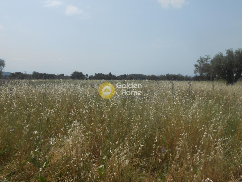 Αγροτεμάχια 30.000 τ.μ. προς πώληση, Νέα Πολιτεία Ωρωπού