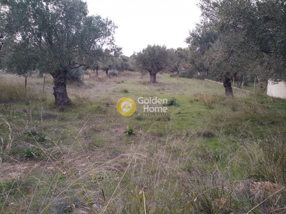 Αγροτεμάχια 242 τ.μ. προς πώληση, Φοίνικας Σπάτων