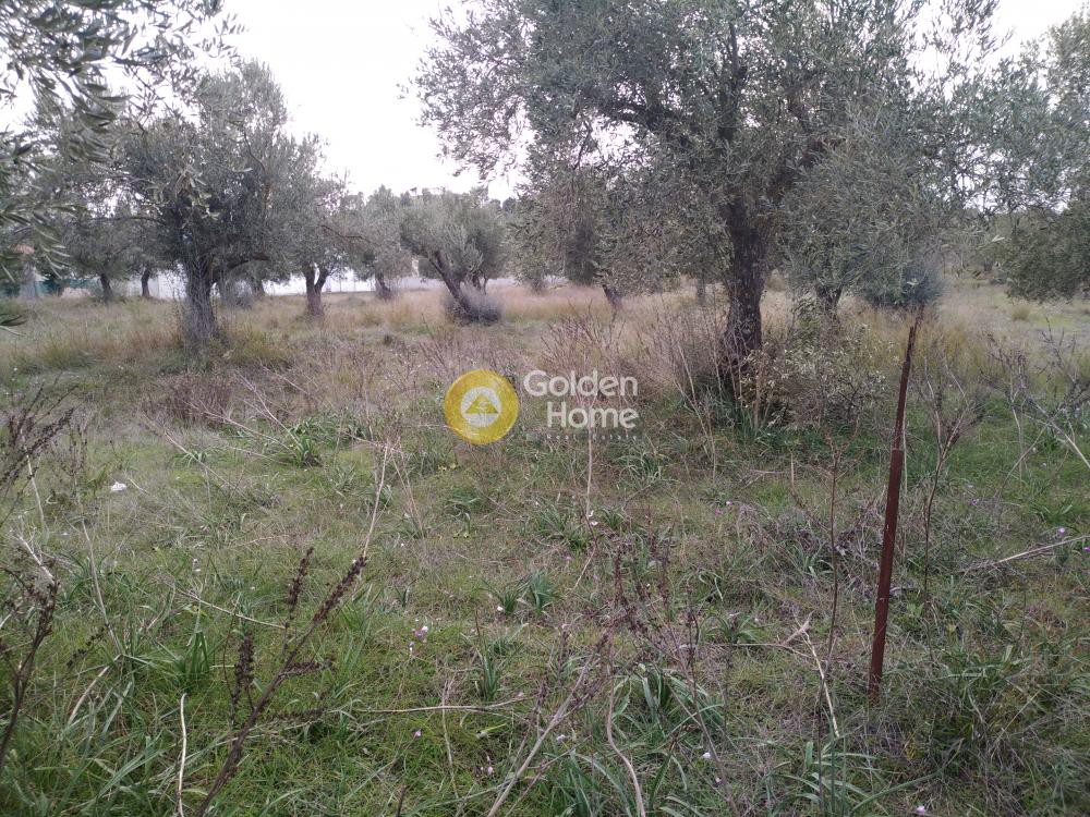 Αγροτεμάχια 242 τ.μ. προς πώληση, Φοίνικας Σπάτων