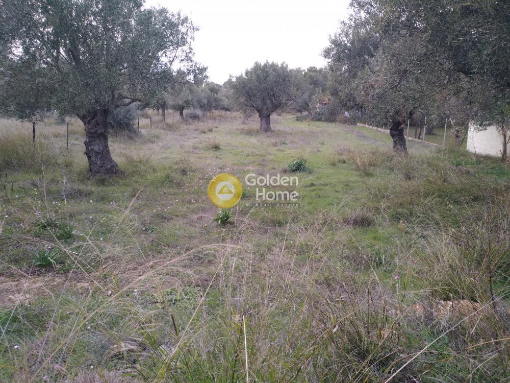 Αγροτεμάχια 242 τ.μ. προς πώληση, Φοίνικας Σπάτων