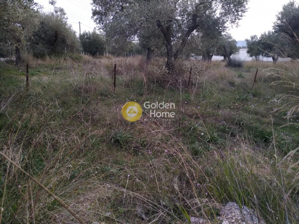 Αγροτεμάχια 242 τ.μ. προς πώληση, Φοίνικας Σπάτων