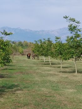 Αγροτεμάχια 12.000 τ.μ. για πώληση