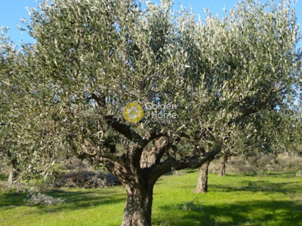 Αγροτεμάχια 4.170 τ.μ. προς πώληση, Κέντρο Ωραιοκάστρου