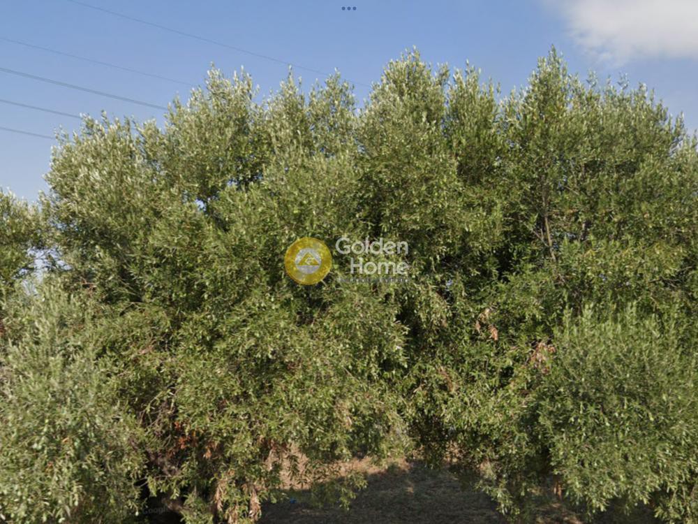 Αγροτεμάχια 4.170 τ.μ. προς πώληση, Κέντρο Ωραιοκάστρου