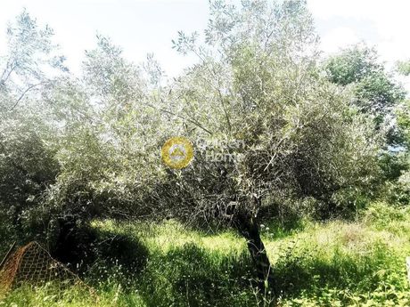 Parcel 5.000sqm for sale-Derviziana » Lepadi